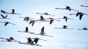Bando de flamingos a voar